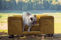 Casa Padrino lit pour chien de luxe ocre / marron foncé / ocre 65 x 55 x H. 31 cm - Lit pour chien rectangulaire moderne avec coussin - Meubles de luxe pour chien - Meubles pour animaux