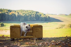 Casa Padrino lit pour chien de luxe ocre / marron foncé / ocre 65 x 55 x H. 31 cm - Lit pour chien rectangulaire moderne avec coussin - Meubles de luxe pour chien - Meubles pour animaux