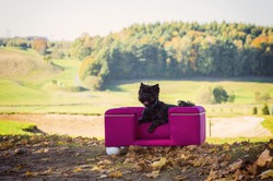 Casa Padrino letto per cani di lusso viola / bianco / viola 80 x 65 x A. 37 cm - Letto per cani rettangolare moderna con cuscino - Mobili per cani di lusso - Mobili per animali