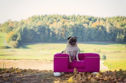 Luxus Hundebett Lila Weiß Luxury Chesterfield Dog Bed Purple White