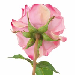 Casa Padrino luxury decorative bouquet of roses red / pink / green Ø 70 cm - Luxury quality