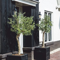 Casa Padrino aplique de exterior Art Nouveau negro mate Al. 56 cm - Iluminación de exterior