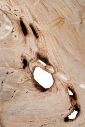 Casa Padrino Luxury Art Deco Designer Coffee Table made of Petrified Wood - Living Room Table Polished Stainless Steel - 110-120 x 65-85 x H. 35 cm