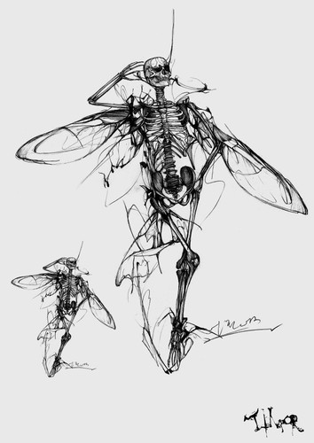 Skeleton