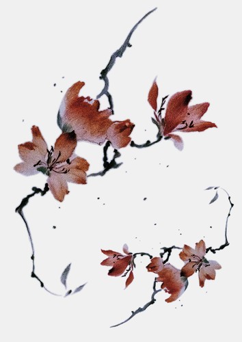 Yulan Magnolia