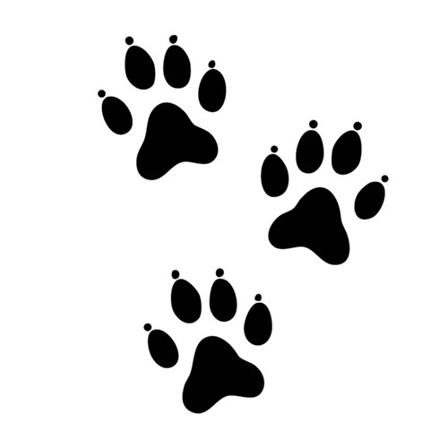 Paw Prints Paw Prints