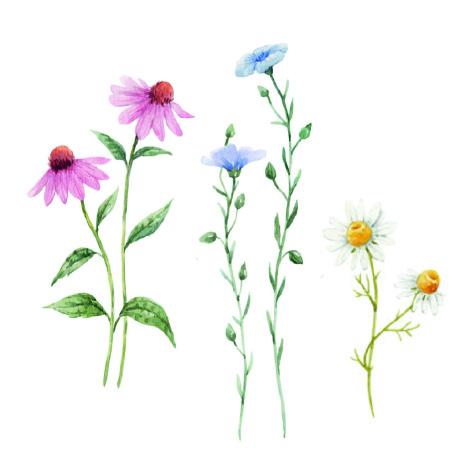 Soft Wildflowers Soft Wildflowers