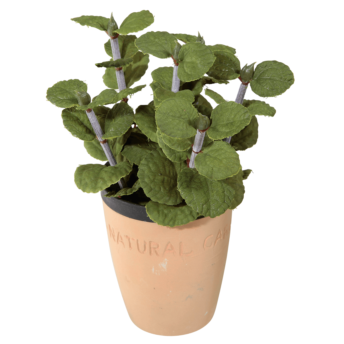 Decorative mint in clay pot 20 cm - 0