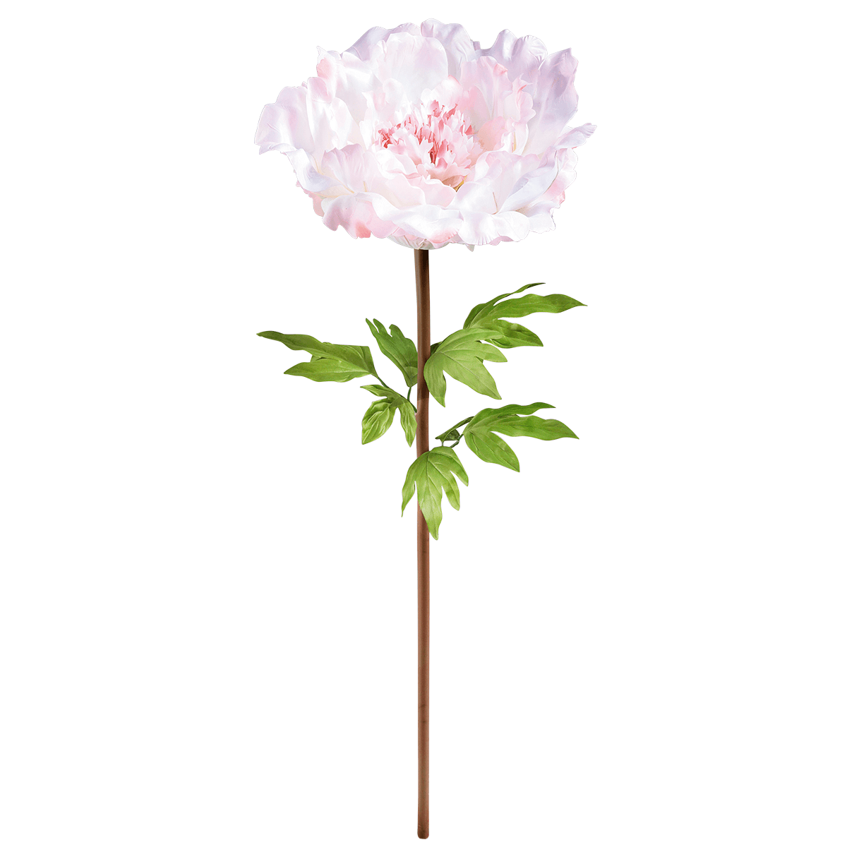 Peonía gigante 128 cm - 0
