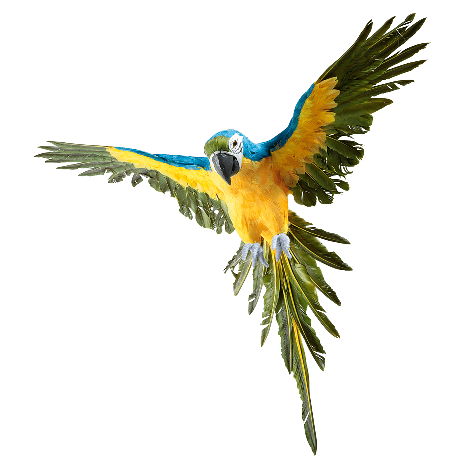 Deko Papagei blau-gelb 77 cm lang - 2