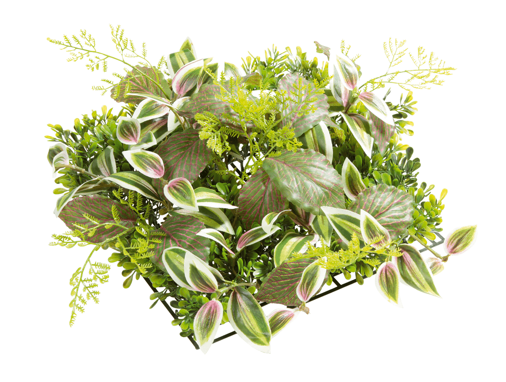 Künstliches Fittonia-Buchs-Paneel 25 x 25 cm - 1