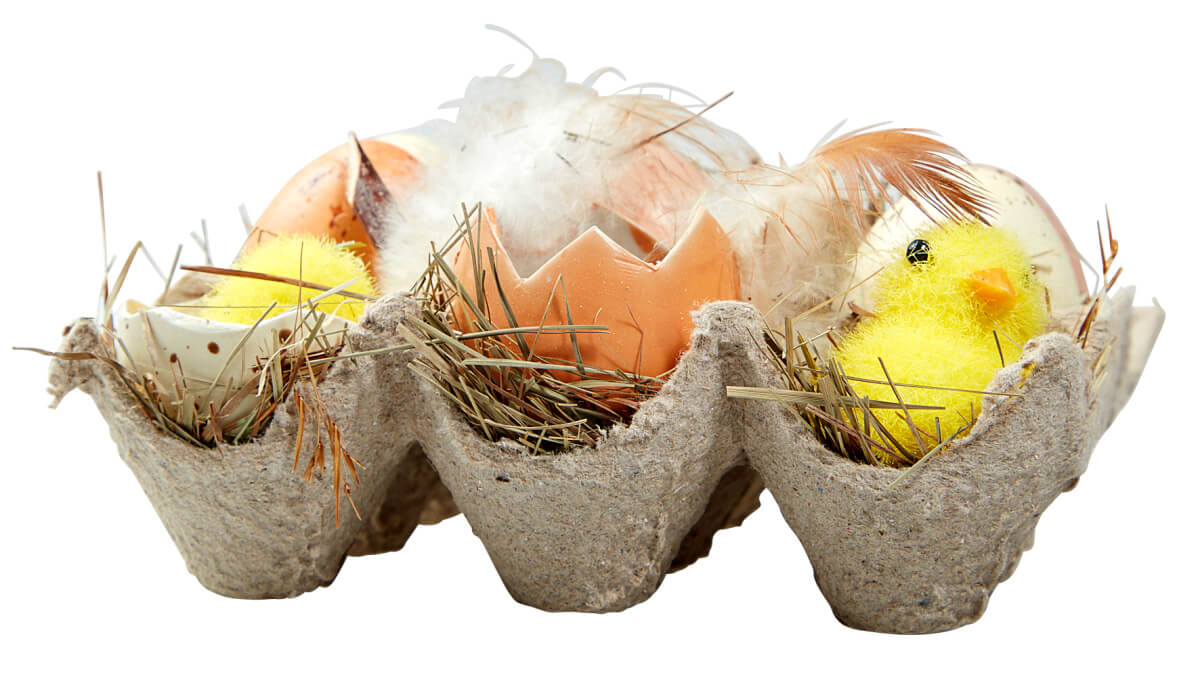 Boîte d’œufs et de poussins - 2