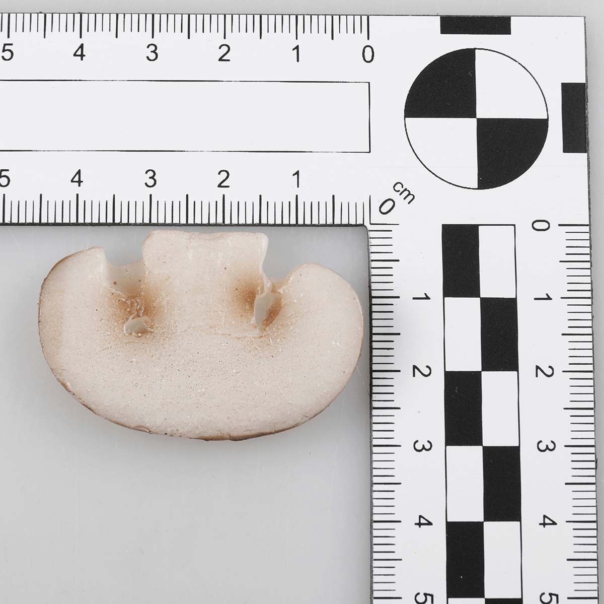 Champignon-Scheiben Lebensmittel-Attrappe, 12 Stück - 1