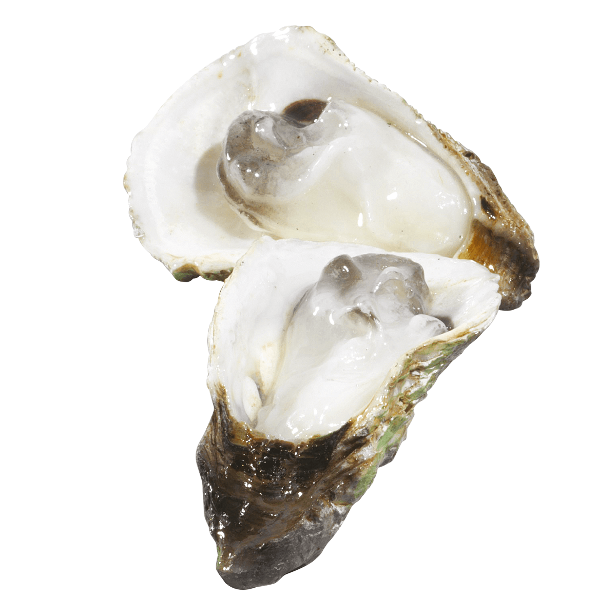 Oyster set á 3 pieces food dummy - 1