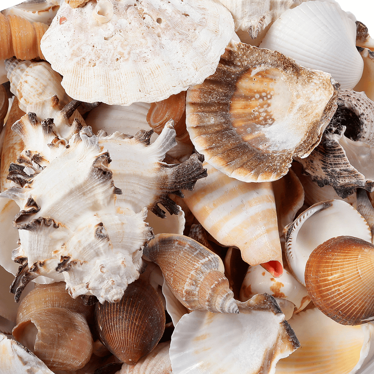 Deko Muscheln und Schnecken, 1400 g - 1