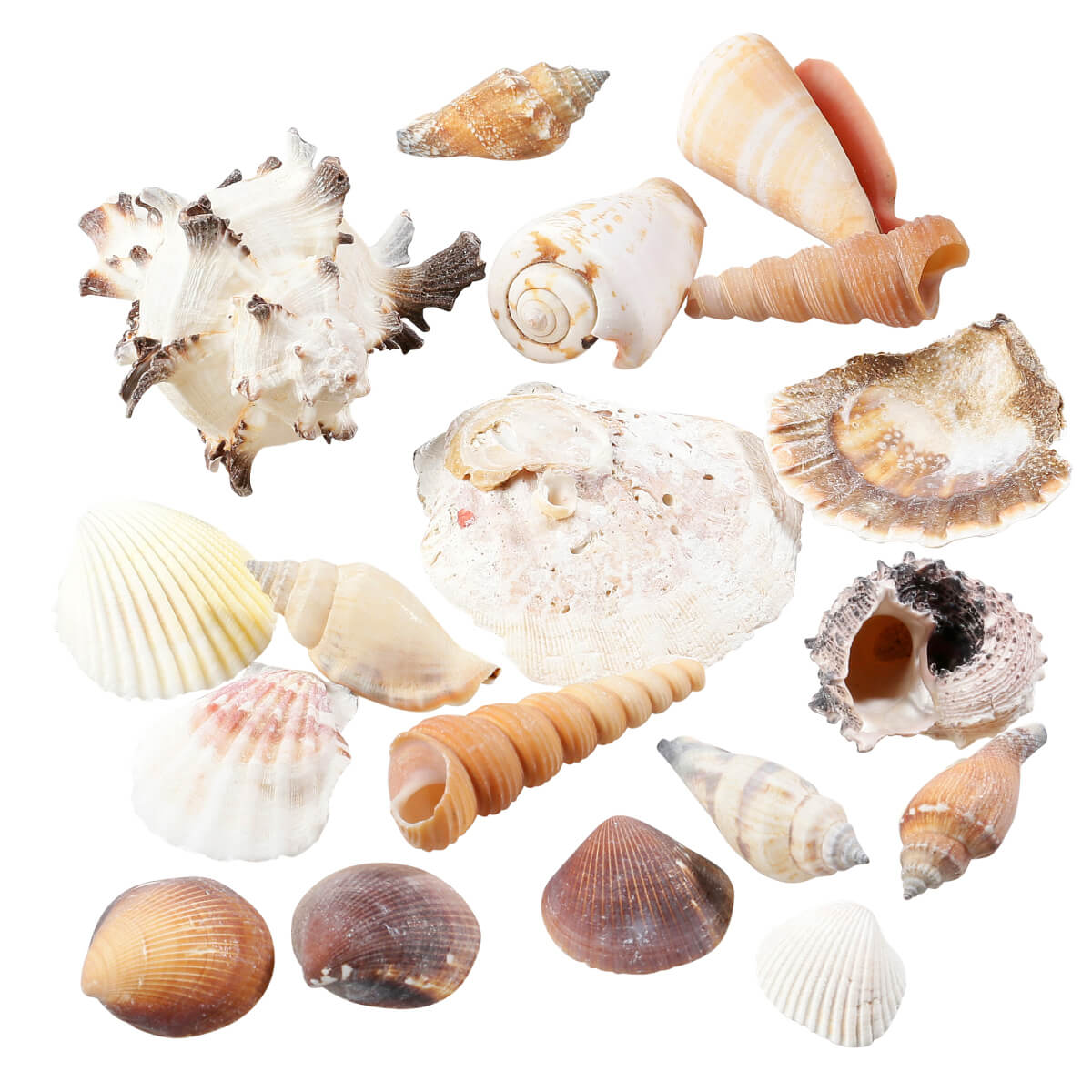 Deko Muscheln und Schnecken, 1400 g - 0