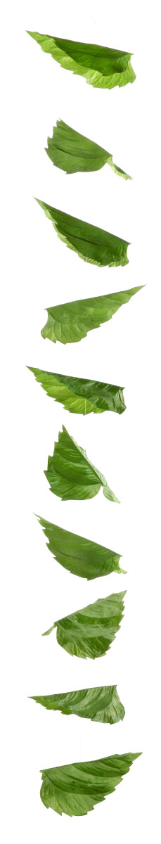Guirnalda artificial de hojas de abedul 160 cm - 5