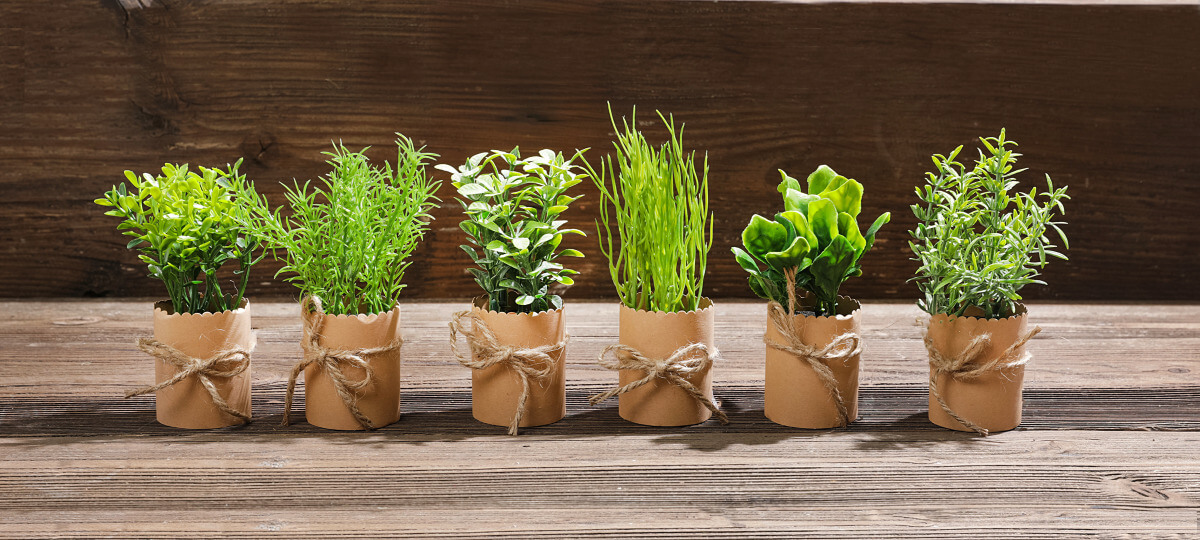 Mini herbes en pot 6 pièces 15 cm - 1