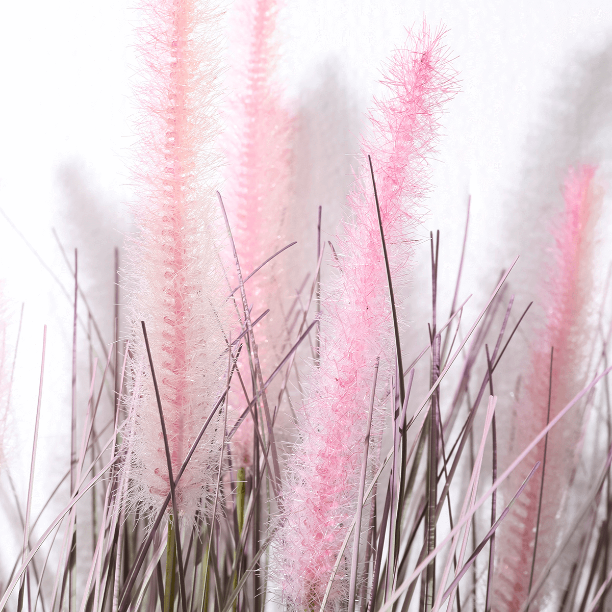 Fina hierba decorativa de cerdas de pluma en rosa plateado en una noble maceta de zinc 57 cm - 1