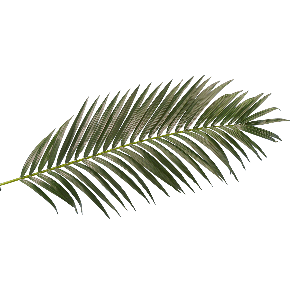 Decorative Royal palm branch, length 180 cm - 0