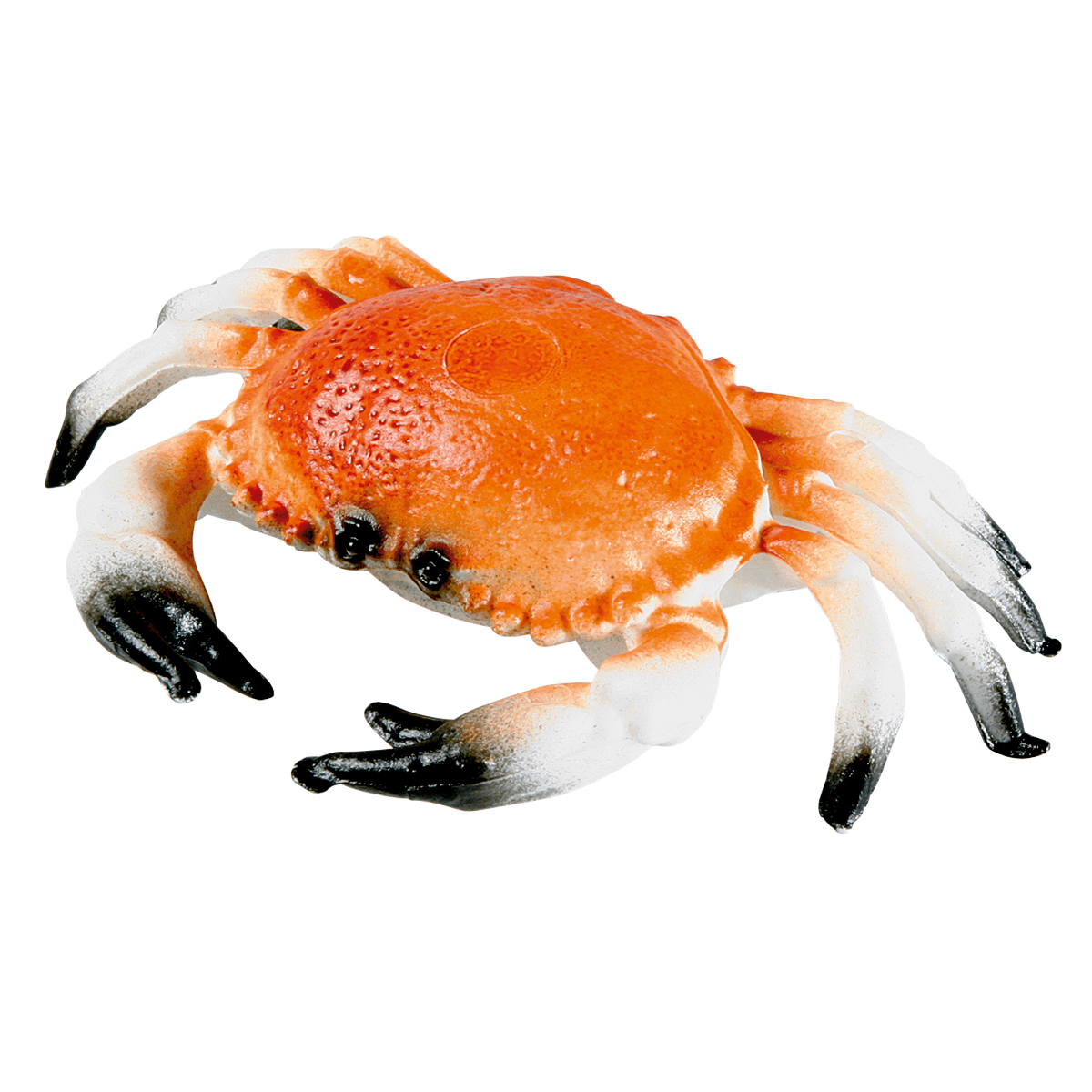 Cangrejo maniquí 20 cm - 0
