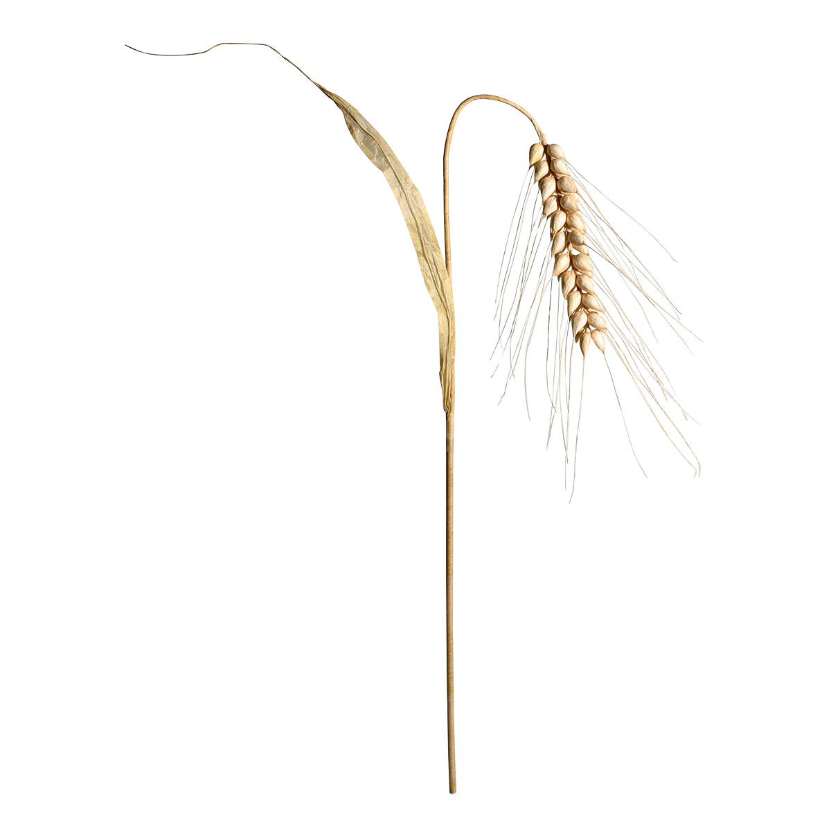 Espiga de trigo decorativa, altura 170 cm - 0