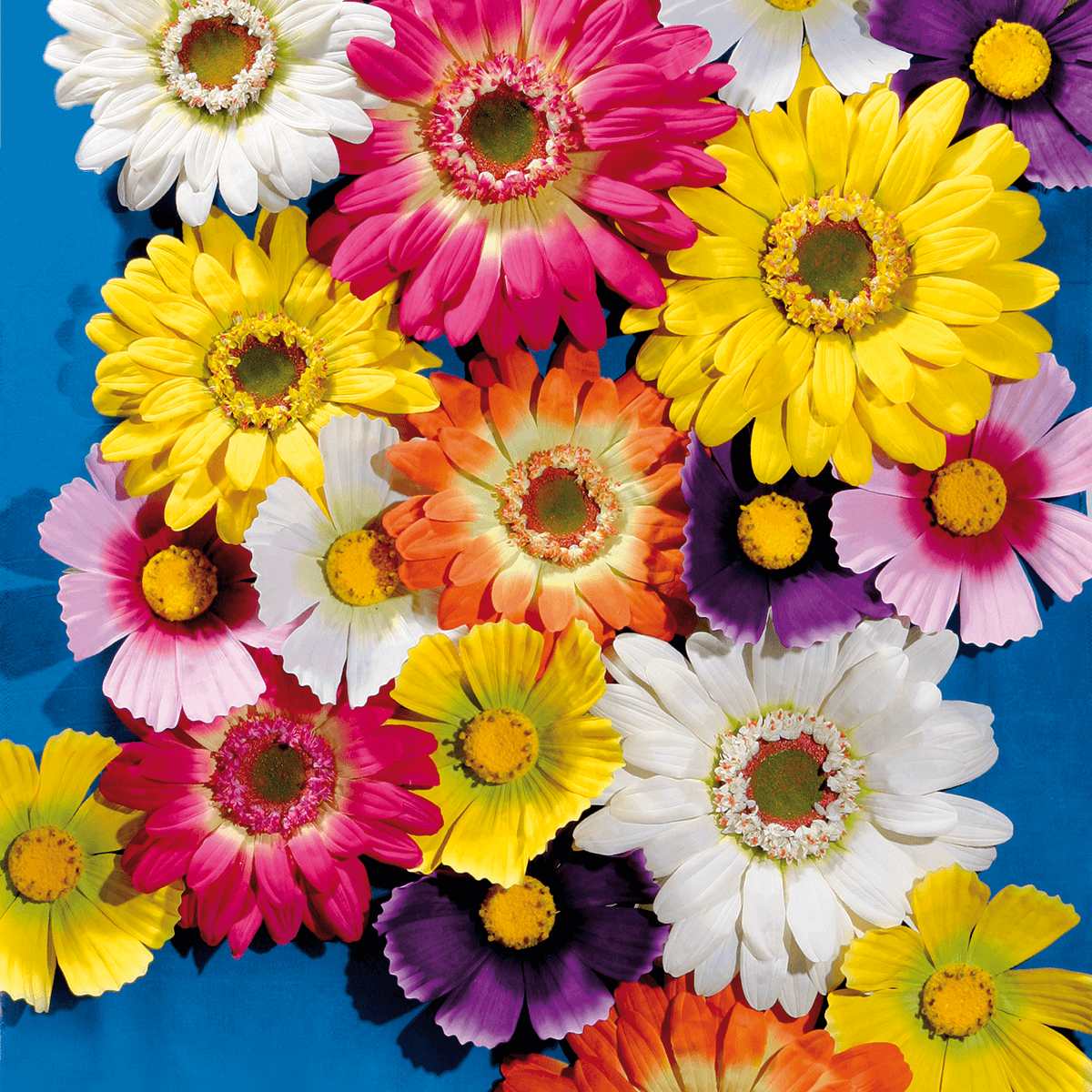 Riesen-Gerbera-Blüte orange, 45 cm Ø - 3