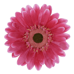 Künstliche Riesen-Gerbera-Blüte pink, 45 cm Ø