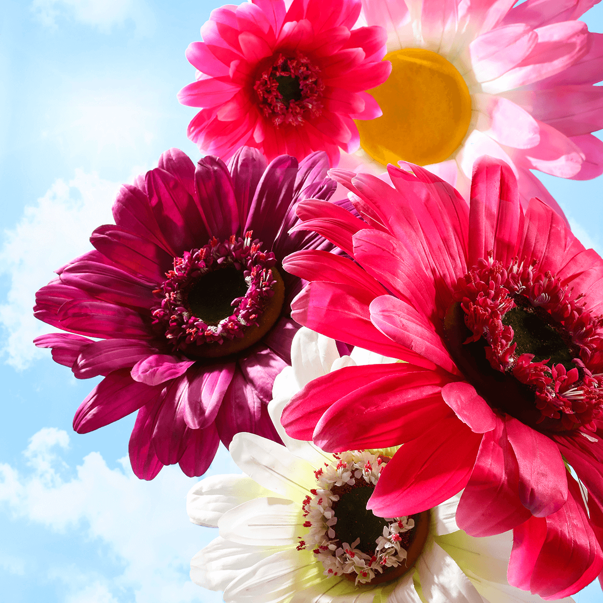Gerbera gigante morado, 45 cm Ø - 3