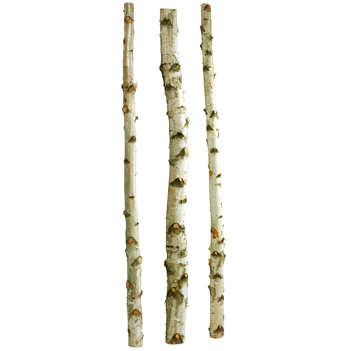 Deko-Birkenstämme 200 cm, 3 Stück - 0