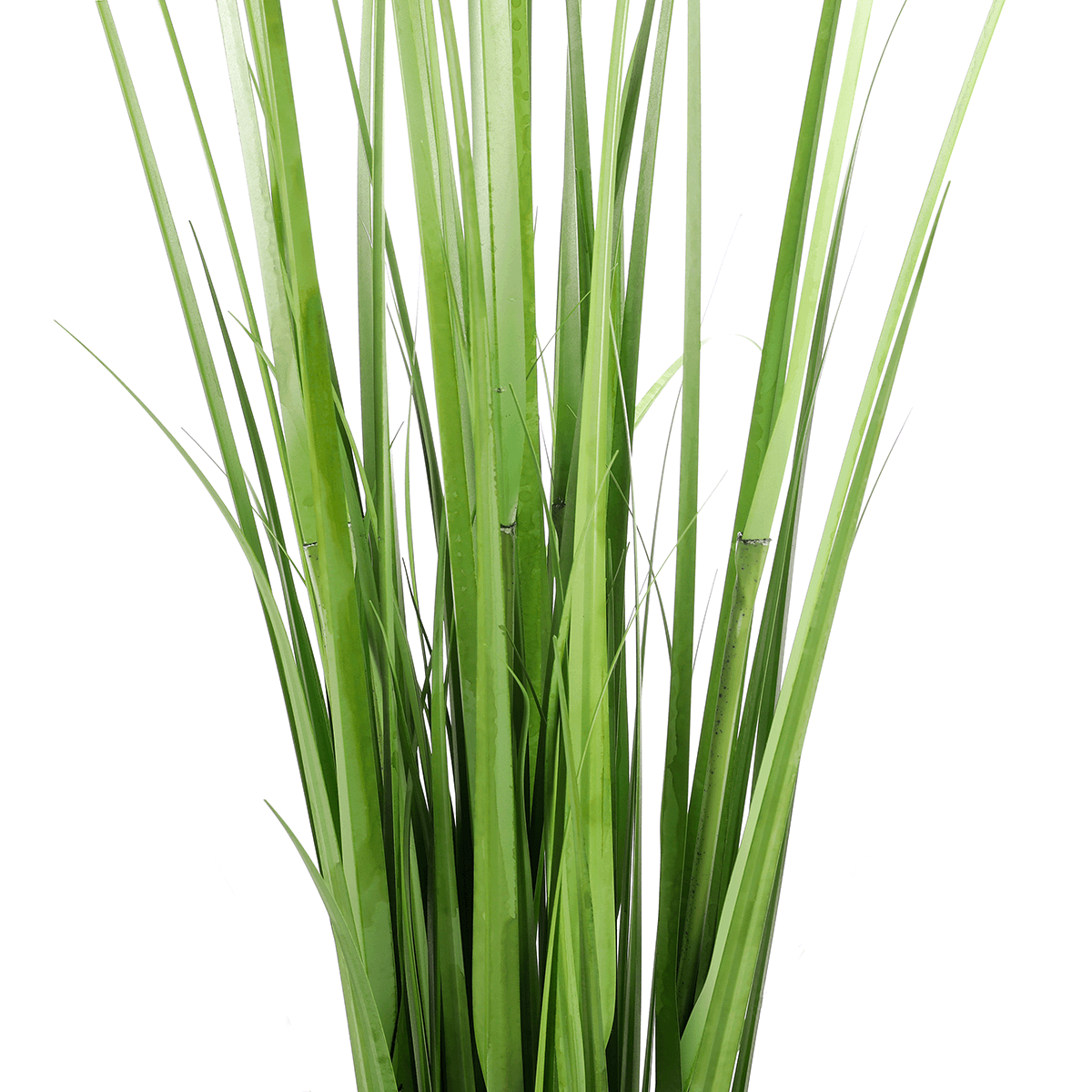 Carrizo decorativo, 150 cm - 4