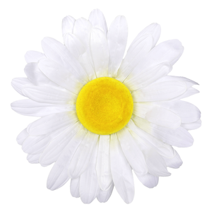 Flor de margarita gigante blanca, Ø 55 cm