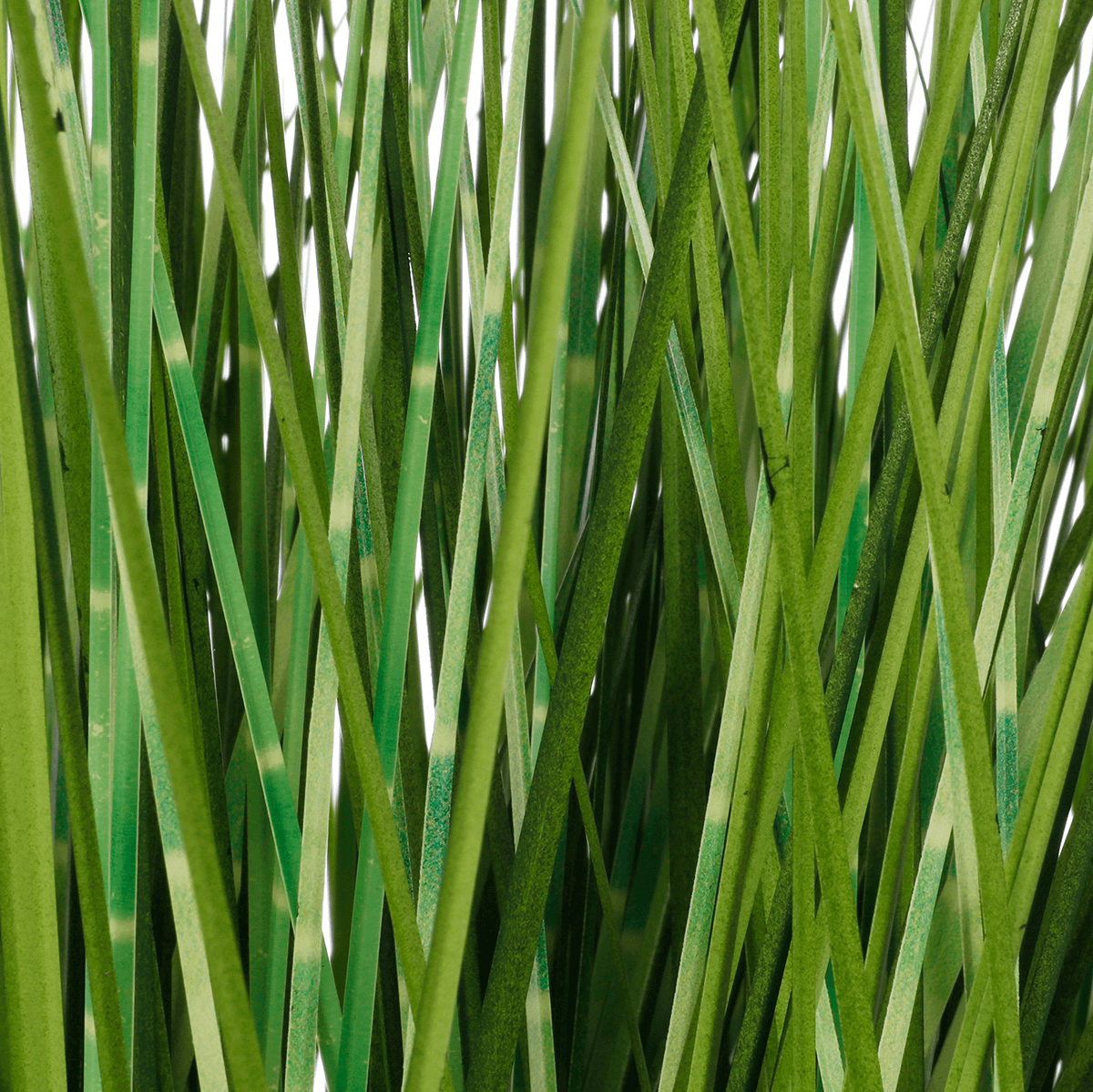 Deco hierba cebra en maceta blanca 50 cm - 1