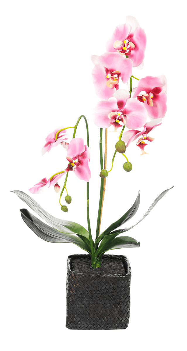 Orquídea decorativa en maceta rosa 80 cm - 3 Orquídea decorativa en maceta rosa 80 cm - 3