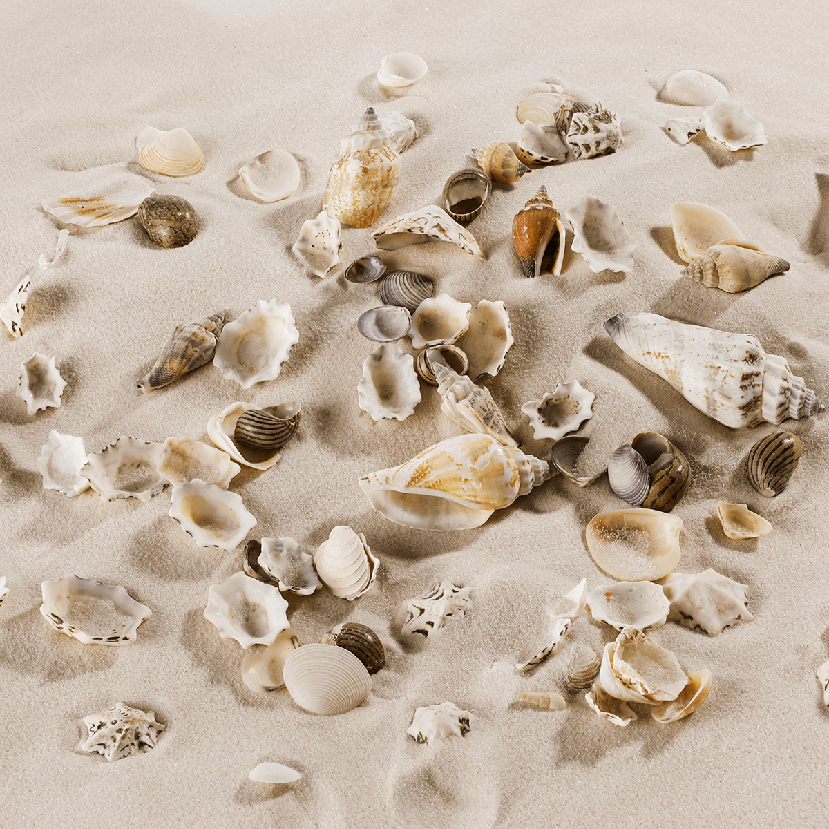 Shell and snail mix maritime scatter decoration 2000 g - 0