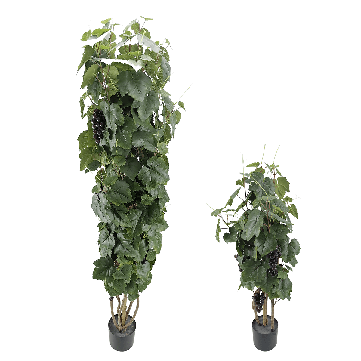 Plante de vigne en pot avec des raisins - 2