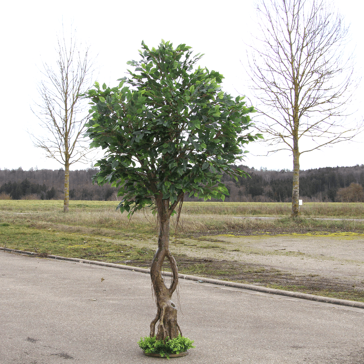 Artificial ficus tree with stand 245 cm - 5