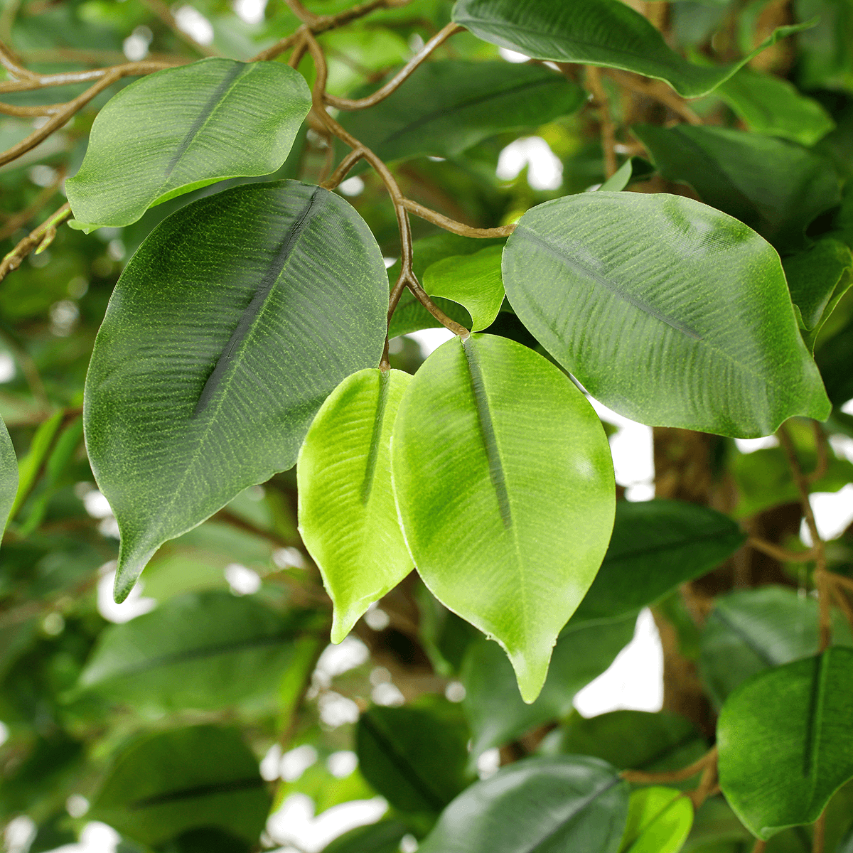 Artificial ficus tree with stand 245 cm - 3
