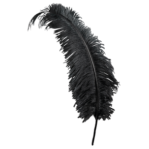 Plume d'autruche noire