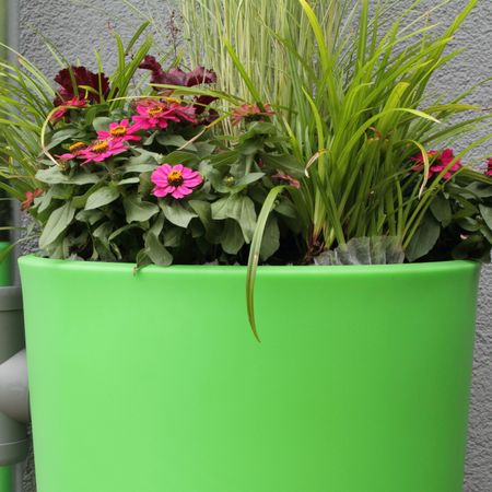 Regentonne Rainbowl Flower 150 liter kiwi bepflanzt