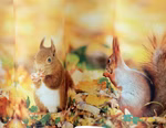 235-gardine2.jpg
