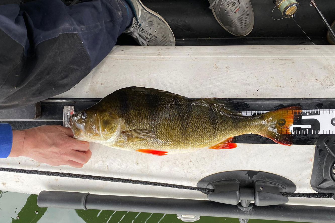 Daiichiseiko Japan-Fischmaßband zum Abmessen der Länge max. 125 cm Nogiscale 125 Daiichiseiko Japan-Fischmaßband zum Abmessen der Länge max. 125 cm Nogiscale 125